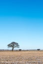 Lone tree in a stubble field Royalty Free Stock Photo