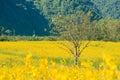 Lone tree in Sunhemp field Crotalaria Juncea at the foothills of Doi Nang Non mountain in Mae Sai district. Royalty Free Stock Photo