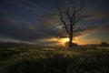 Lone tree sunrise Royalty Free Stock Photo