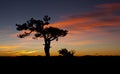 Lone Tree Sunrise Royalty Free Stock Photo