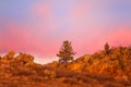 Lone Tree at sunrise