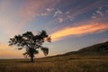 Lone tree at sunrise, western Nebraska, USA Royalty Free Stock Photo