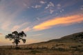 Lone tree at sunrise, western Nebraska, USA Royalty Free Stock Photo