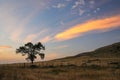 Lone tree at sunrise, western Nebraska, USA Royalty Free Stock Photo