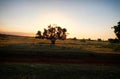 A lone tree with the sunset behind it