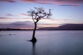Lone Tree at Sunset, Loch Lomond