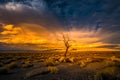 Lone Tree at Sunset Pyramid Lake Royalty Free Stock Photo