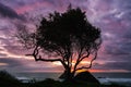 A Lone Tree at Sunset, Trinidad, California, USA