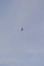 Lone Tree Swallow (Tachycineta bicolor) in flight high above hiking trail at Tiny Marsh Royalty Free Stock Photo