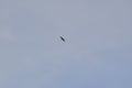 Lone Tree Swallow (Tachycineta bicolor) in flight high above hiking trail at Tiny Marsh Royalty Free Stock Photo