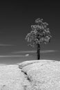 Lone tree at Taft Point in Yosemite National Park in central California USA - black and white Royalty Free Stock Photo