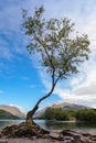 The Lone Tree, tha famous landmark on LLanberis Lake, Snowdonia, North Wales