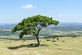 a lone tree on top of a hill Royalty Free Stock Photo