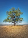 Lone tree on the top of a hill. Picturesque rural view Royalty Free Stock Photo