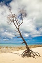 Lone Tree on Tropical Beach