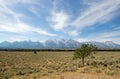 Lone Tree under cloudscape in front of Grand Teton Peaks in Wyoming Royalty Free Stock Photo