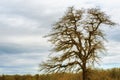 Lone tree under cloudy skies Royalty Free Stock Photo