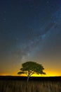 Lone Tree under the milkyway Royalty Free Stock Photo