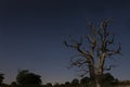 Lone Tree Under Starry Night Sky