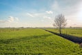 Lone tree in vast meadow