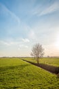 Lone tree in vast meadow