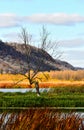 The Lone Tree in Vertical - Fall in the Upper Mississippi Refuge - New Albin, Iowa