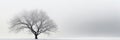 Lone tree on white sky background, minimalist landscape in winter. Peaceful nature banner with copy space. Concept of snow, art, Royalty Free Stock Photo