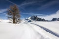 Lone tree on white snow covered hill Royalty Free Stock Photo