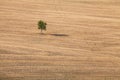 Lone tree in a wide land of countryside in Val d`Orcia, Tuscany, Italy