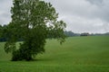 Lone Tree in Wide Open Field Royalty Free Stock Photo