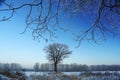 lone tree among winter field