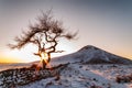 Lone Tree - Winter Royalty Free Stock Photo