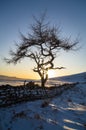 Lone Tree - Winter Royalty Free Stock Photo