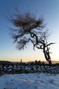 Lone Tree - Winter Royalty Free Stock Photo