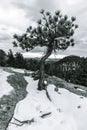 Lone Tree in Winterscape