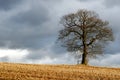 Lone tree in wintry landscape
