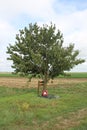 Lone Tree WW1 Loos battlefield France Royalty Free Stock Photo