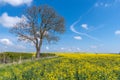 Lone tree in yellow field Royalty Free Stock Photo