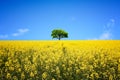 Lone Tree in Yellow Rape-seed Field