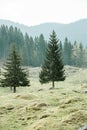 Lone trees on alpine pasture with forest in background