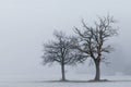 Lone trees landscape Royalty Free Stock Photo