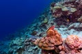 Lone tropical fish on hard coral reef