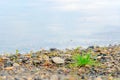 A lone tuft of wild green grass grows among the coastal pebbles on the background of the blurred river