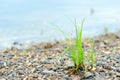 A lone tuft of wild green grass grows among the coastal pebbles