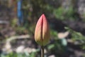 A lone Tulip in bloom soon . Spring flowers