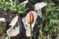 A lone Tulip in bloom soon . Spring flowers