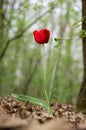 Lone tulip growing