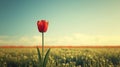 A lone tulip standing tall in a field of muted hues. large copyspace area