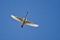 Lone Tundra Swan Flying in a Blue Sky Royalty Free Stock Photo