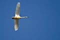 Lone Tundra Swan Flying in a Blue Sky Royalty Free Stock Photo